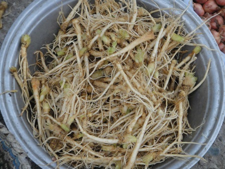 破壁机番茄酱的做法怎么做破壁机番茄酱如何