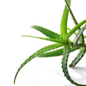花芋福州叫滨郎芋